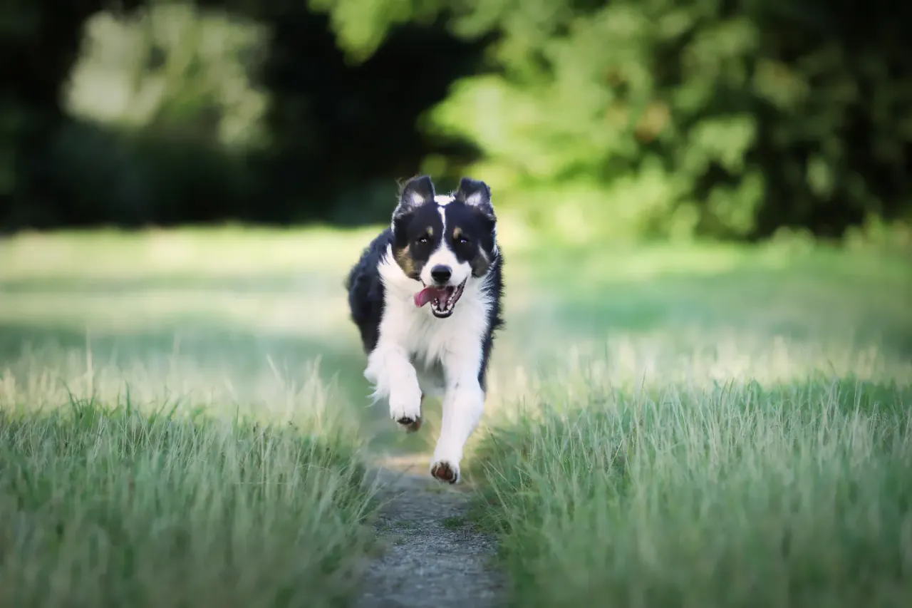Chien heureux courant dans le parc de La Pension d'Isa à Vallons de l'Erdre