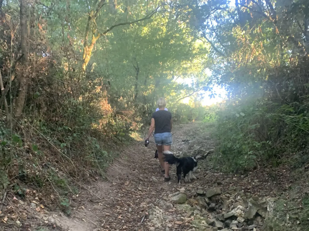 Promenade quotidienne des chiens dans la campagne de Loire-Atlantique